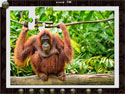 1001 Puzzles Tour du monde Afrique screenshot