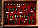 Treasure Island: The Golden Bug screenshot